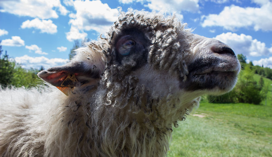 Baa - owca na Palenicy