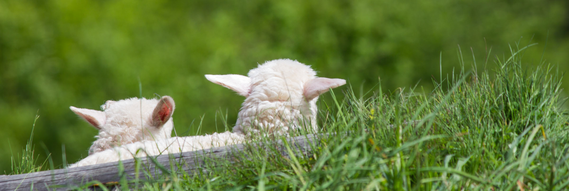 Owieczki na Palenicy
