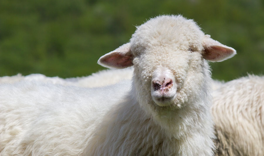 Baranek na hali przed Cyrhlami