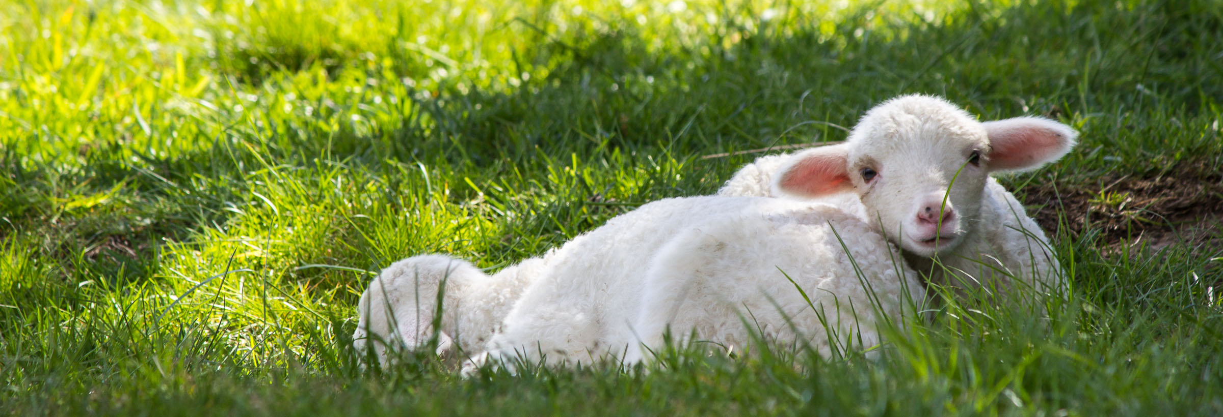 Jagniątka przy bacówce pod Wysokim Wierchem