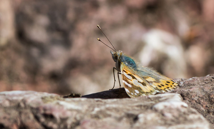 Motyl na wapiennych skałach Wysokiej