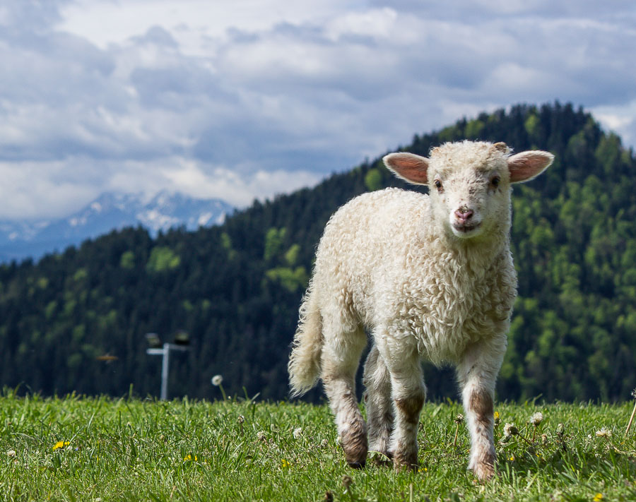 Owieczka na Palenicy
