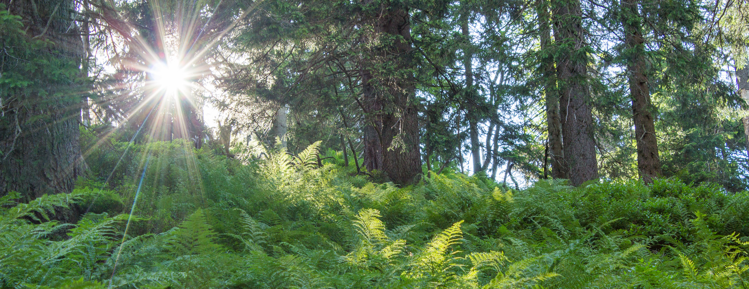 Las za Skrętem Ratowników