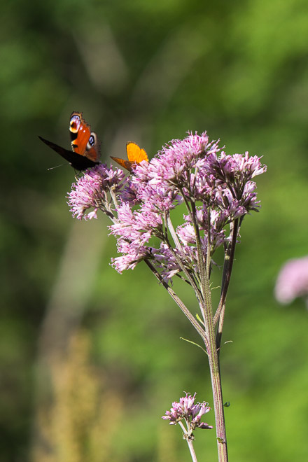 Miłosna górska i motyle