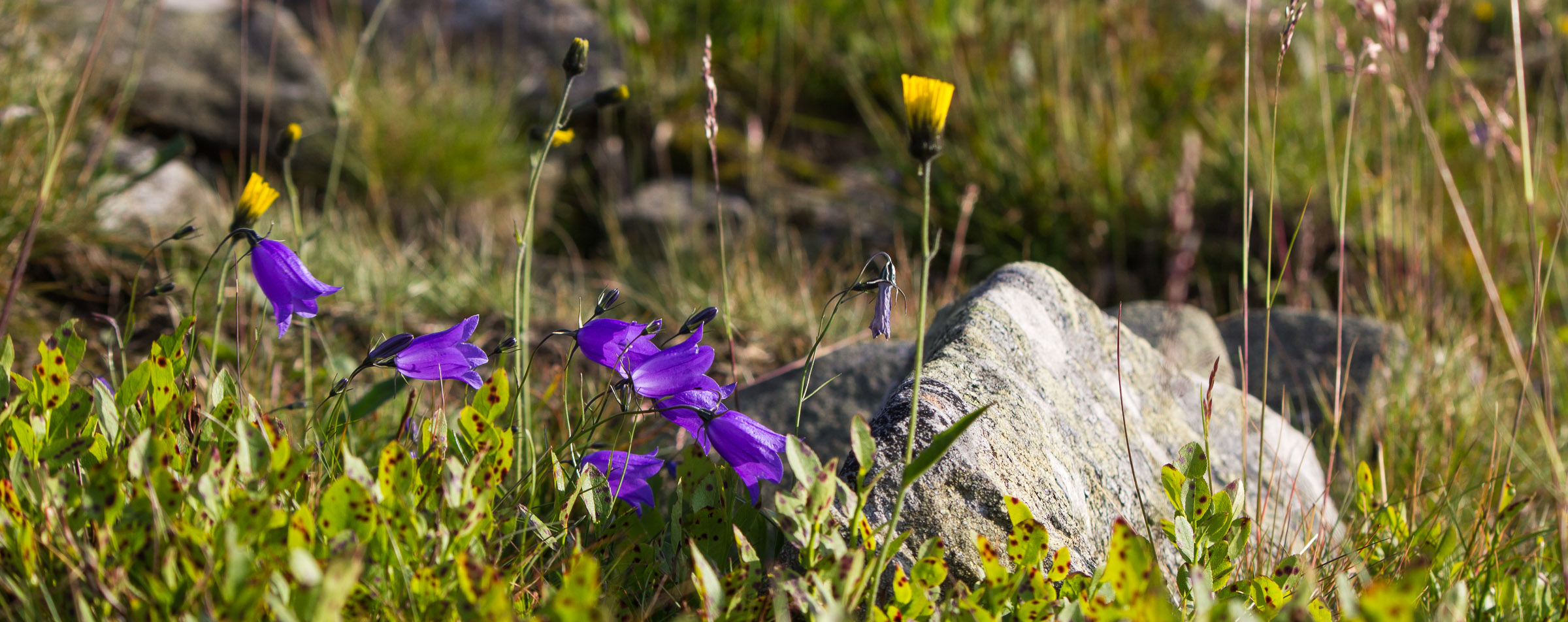 Dzwonek Alpejski na babiogórskim gołoborzu