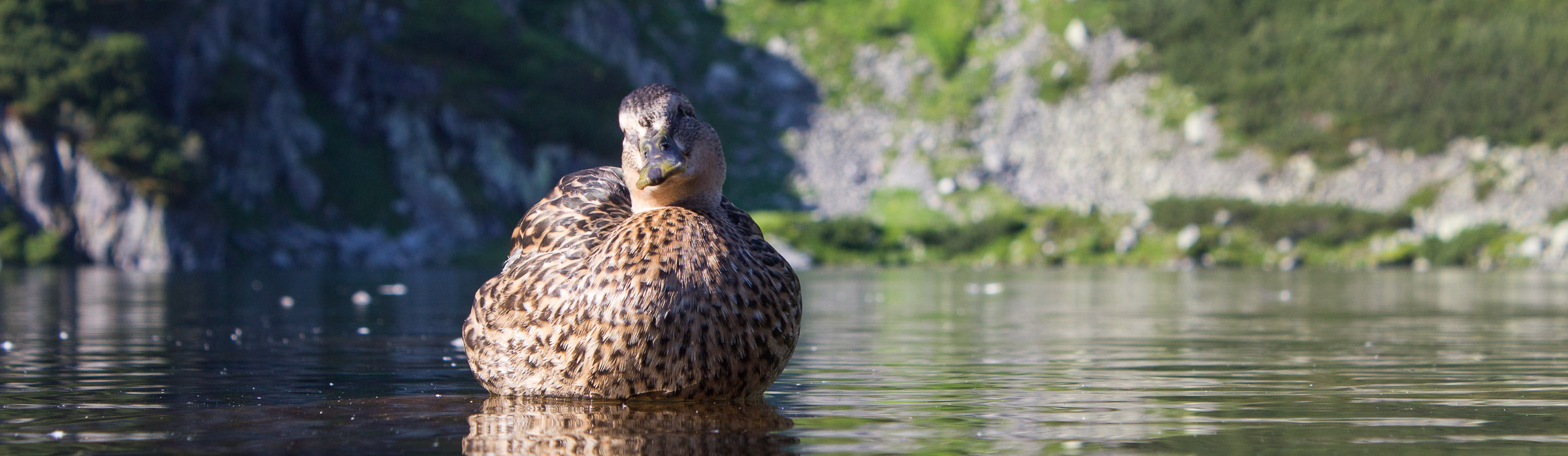 Kaczka pływająca w Zielonym Stawie Gąsienicowym
